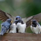 Hirundo rustica