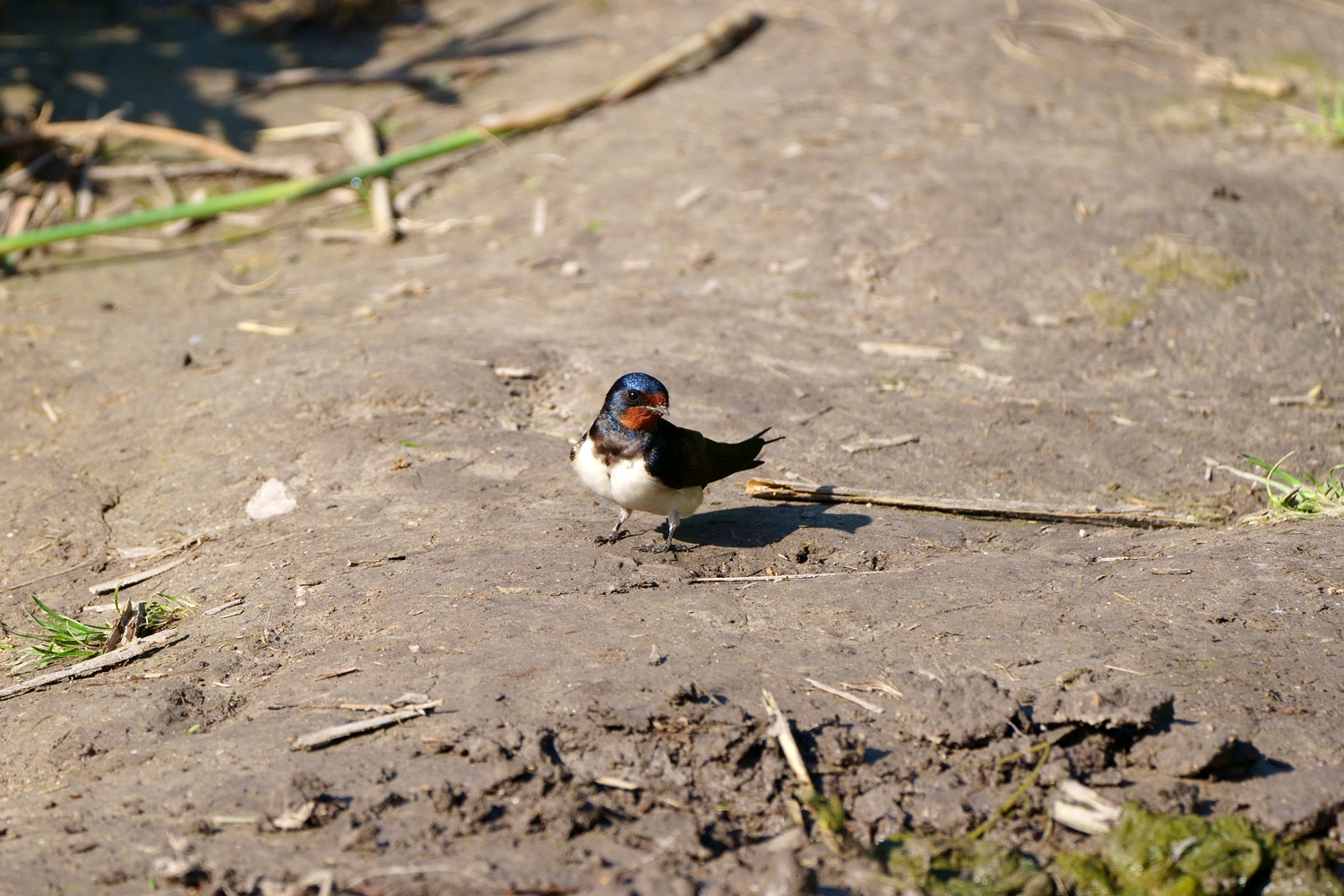 Hirundo rustica - Rauchschwalbe