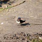 Hirundo rustica - Rauchschwalbe