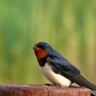 Hirundo rustica, Rauchschwalbe