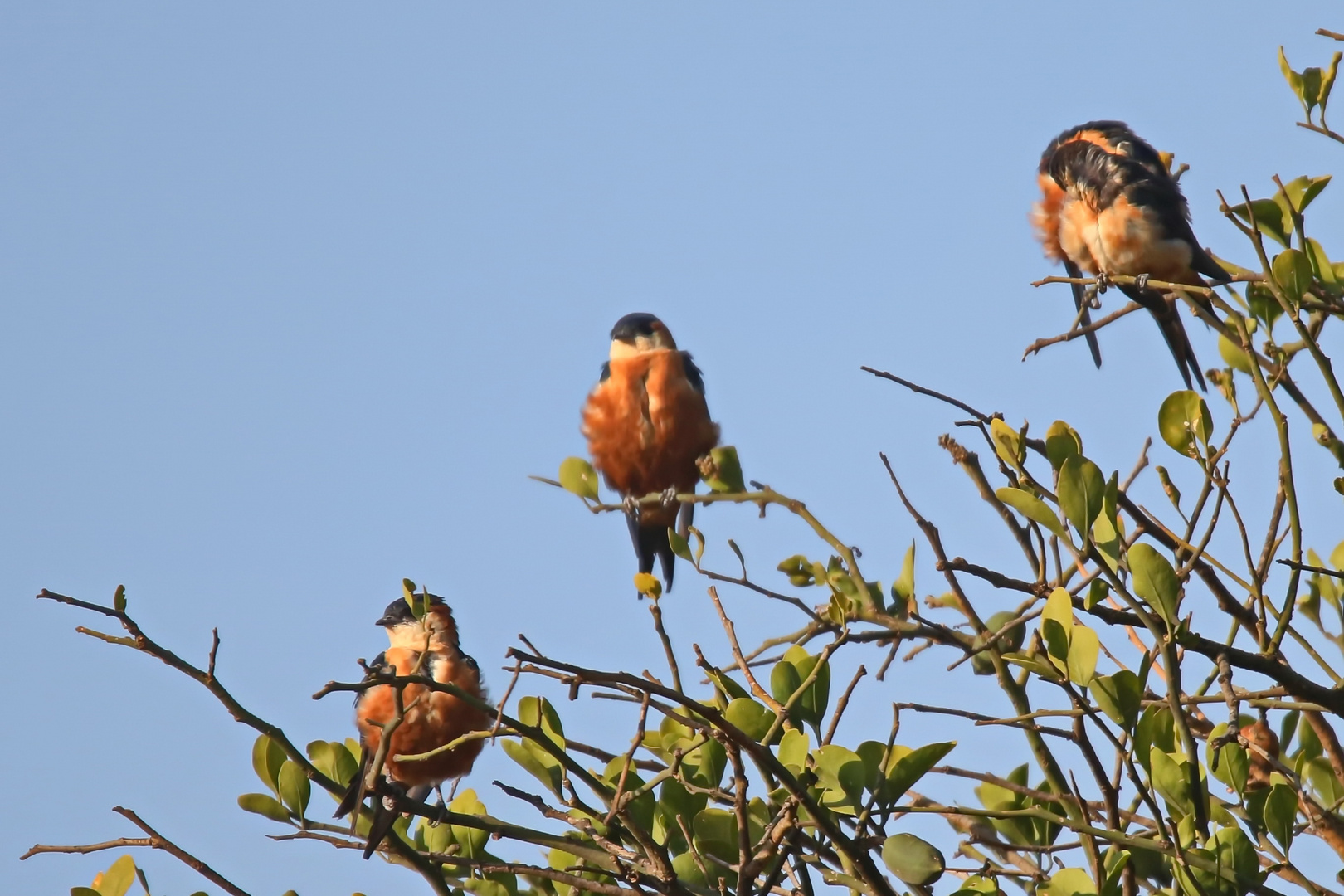 Hirundo senegalensis saturatior (Doku)