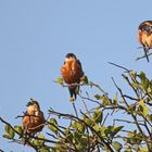 Hirundo senegalensis saturatior (Doku)