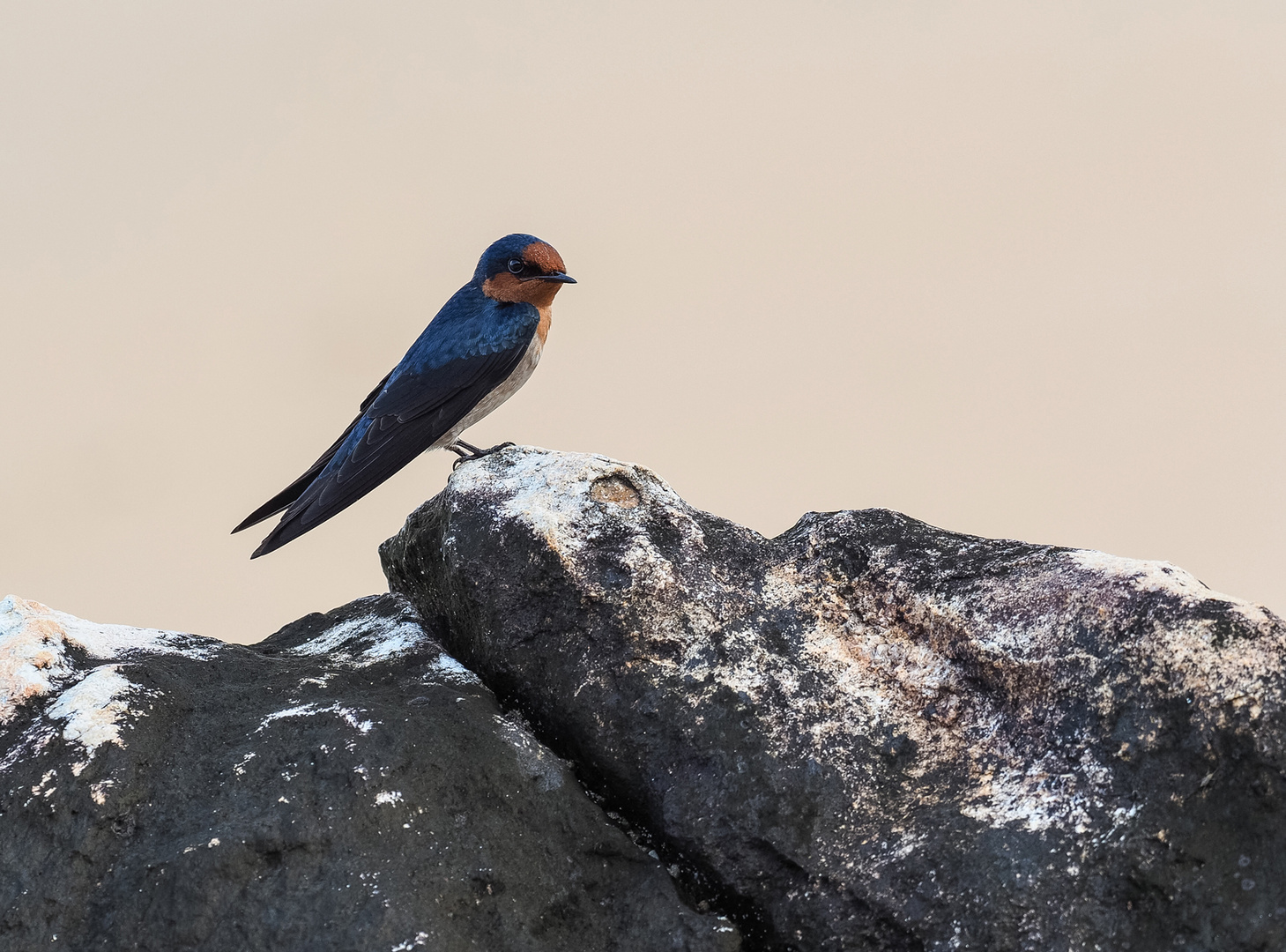 Hirundo tahitica Foto & Bild asia, thailand, tiere Bilder auf