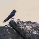 Hirundo tahitica