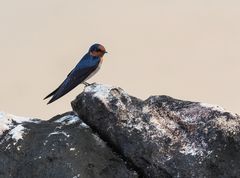 Hirundo tahitica