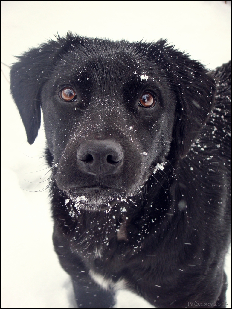 His first snow...