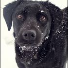 His first snow...