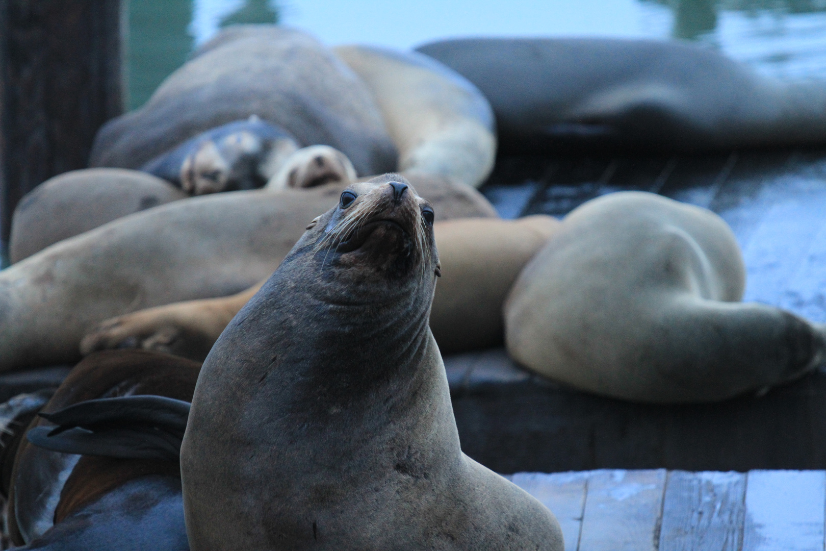 His Majesty of pier 39