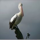 His Majesty Pelican