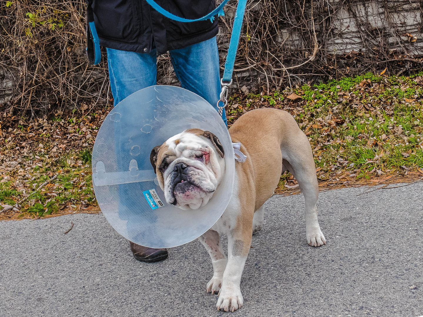 his masters voice? nein, armer hund Foto &amp; Bild tiere, haustiere