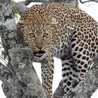 Hiss Leopard-