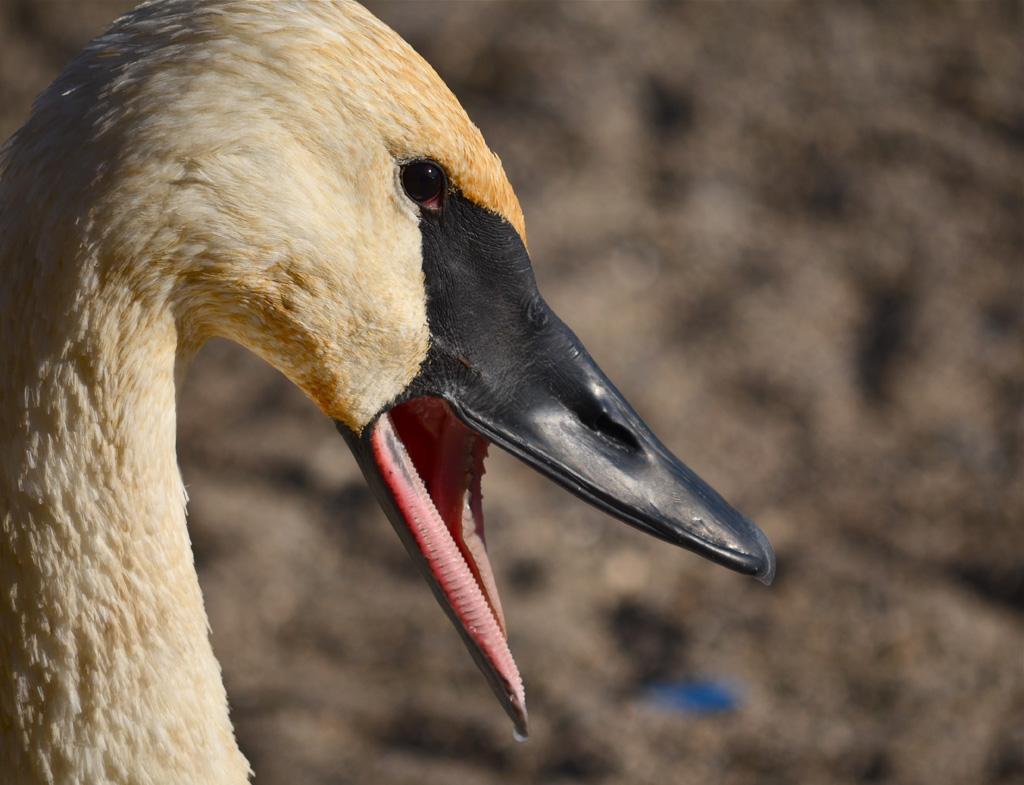 Hissing Swan