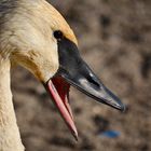 Hissing Swan