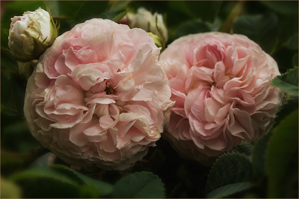 Hist. Rose "Félicité Parmentier" - perlweiß bis rosiges rosé...