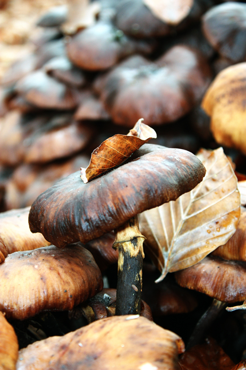 Histoire d'amour entre un champignon et une feuille