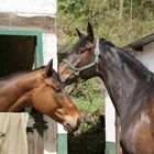 Histoire de cheval ; Coucou toi !