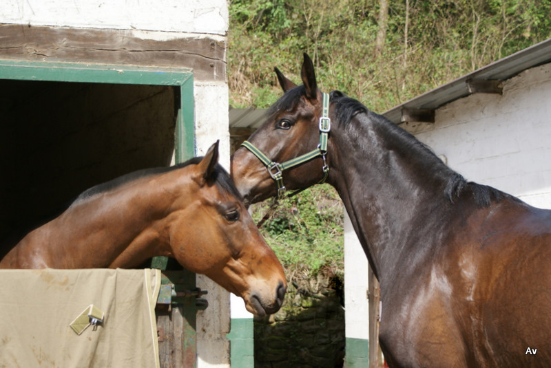 Histoire de cheval ; Coucou toi !