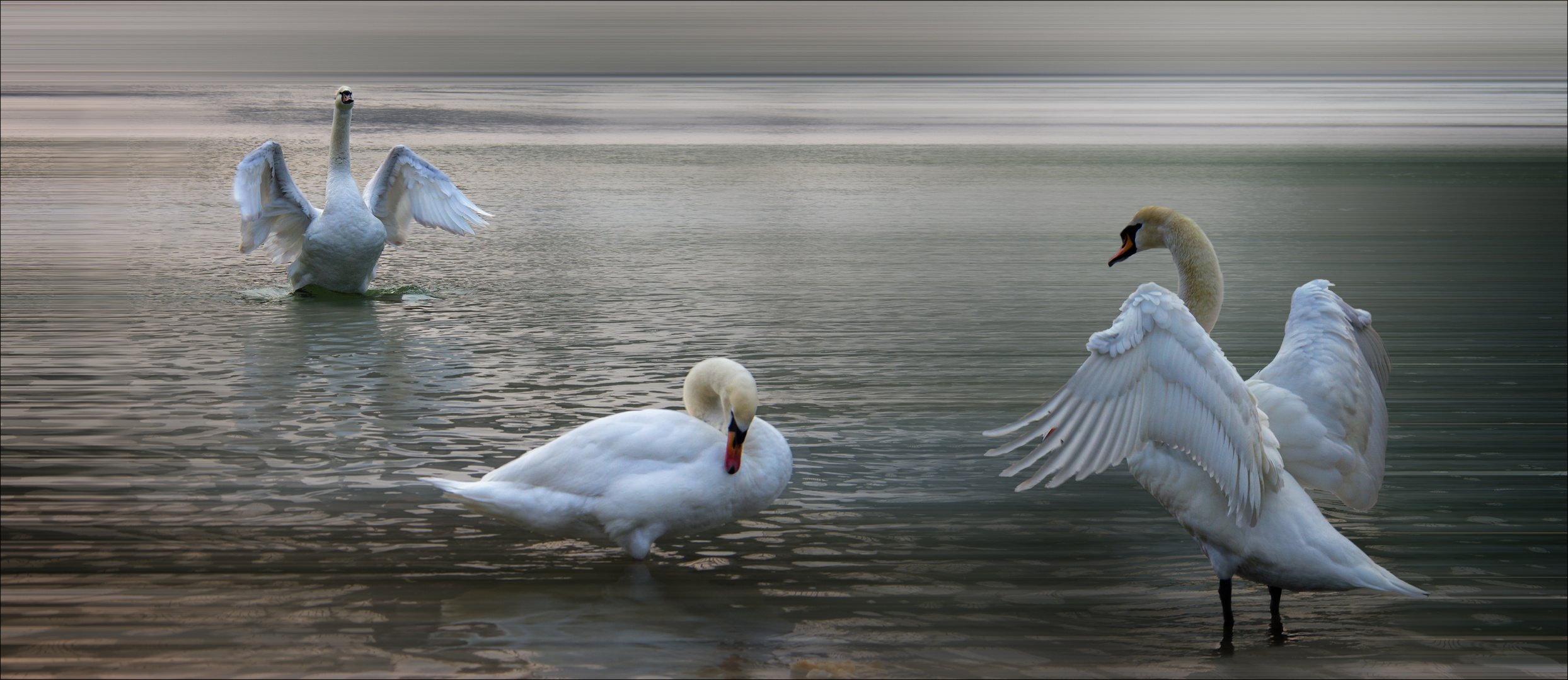 Histoire de cygnes