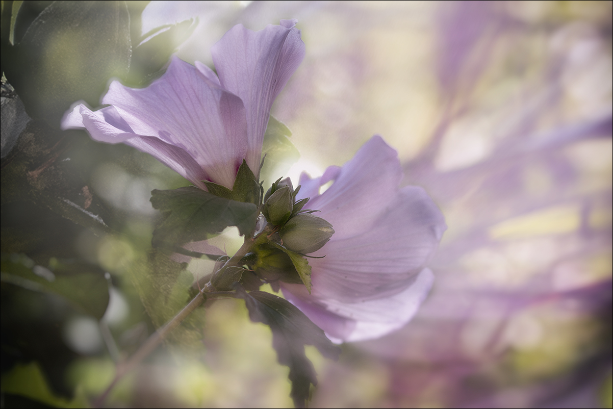 Histoire d'Hibiscus *