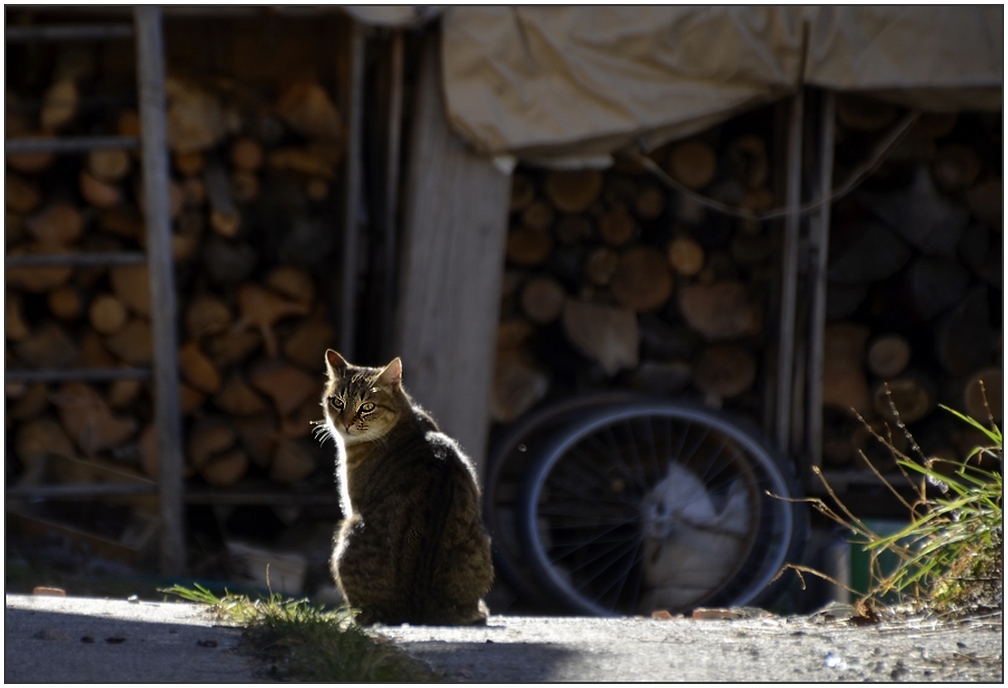 * histoire d'un chat au soleil *