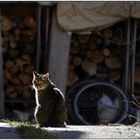 * histoire d'un chat au soleil *