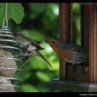 " Histoires de rouges gorges 2 "