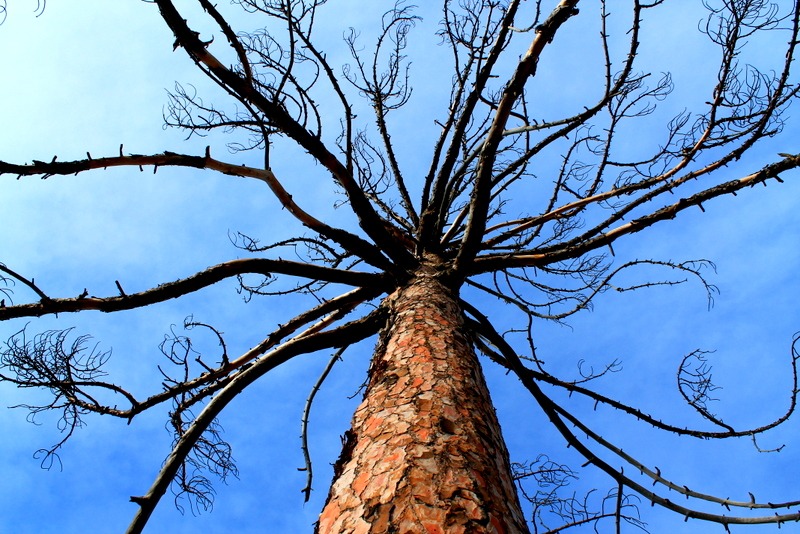 historia de almeria en un arbol