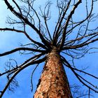 historia de almeria en un arbol