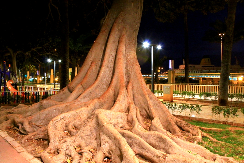 historia de almeria,,,,en raices de un arbol