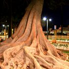 historia de almeria,,,,en raices de un arbol