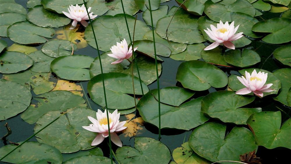 Historia de una húmeda flor