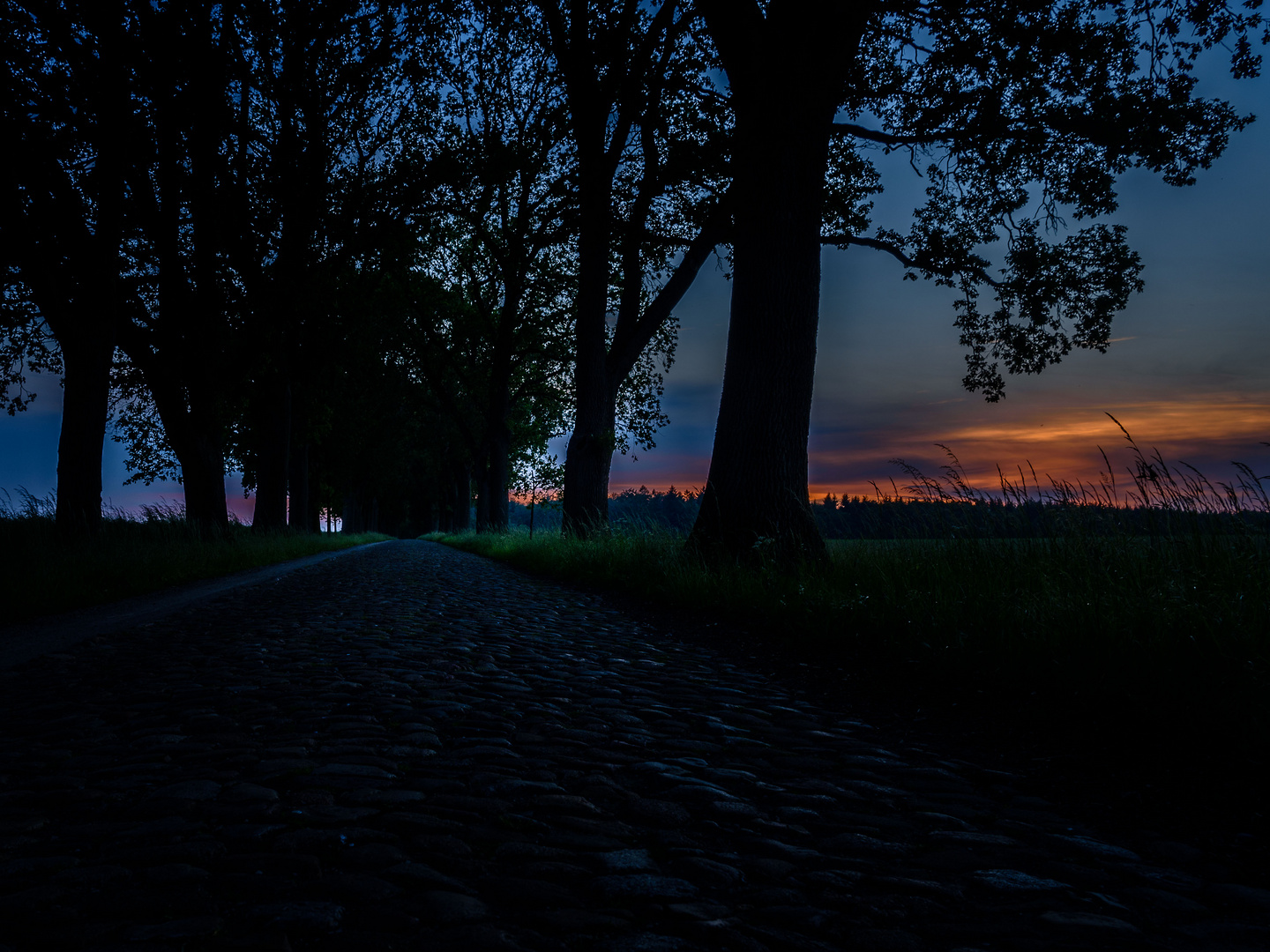 Historische Allee bei Kirchlinteln 1