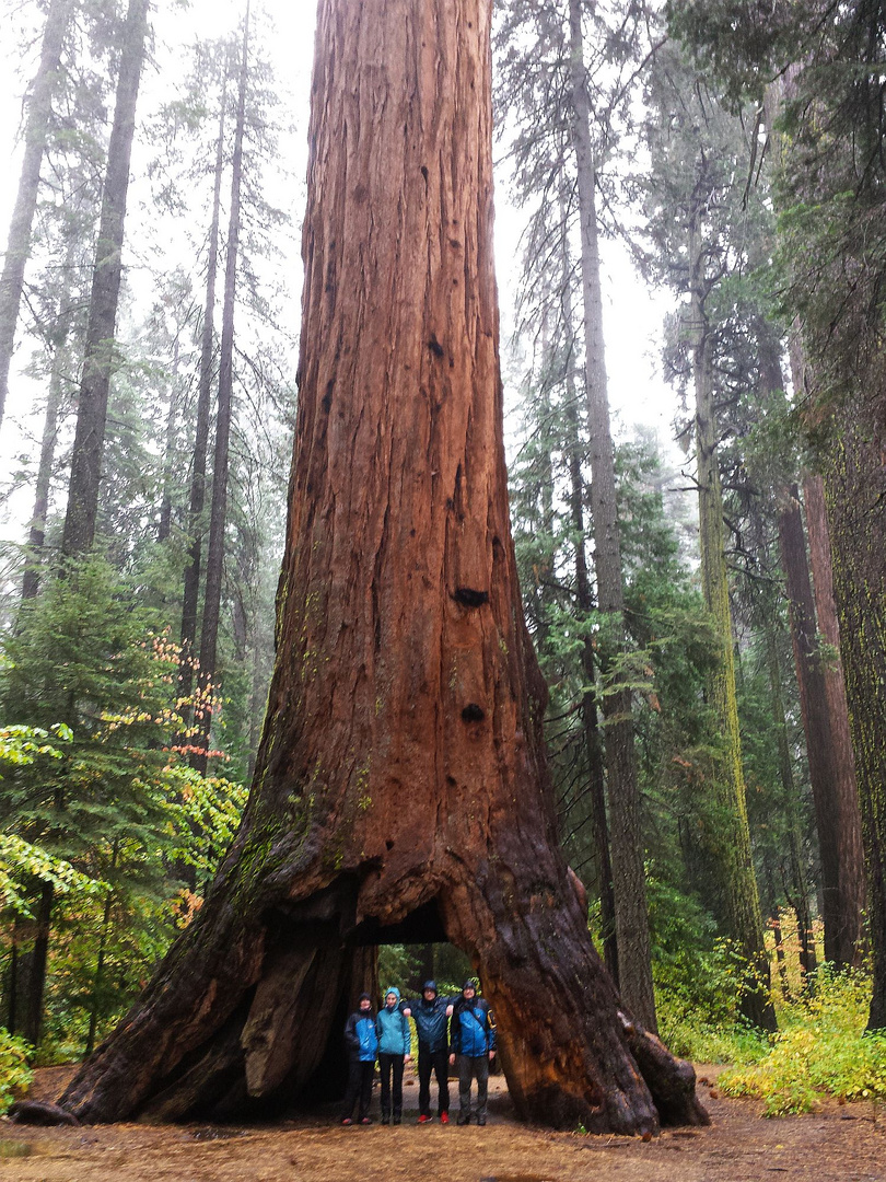 Historische Aufnahme - Der Pioneer Cabin Tree ...