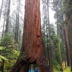 Historische Aufnahme - Der Pioneer Cabin Tree ...