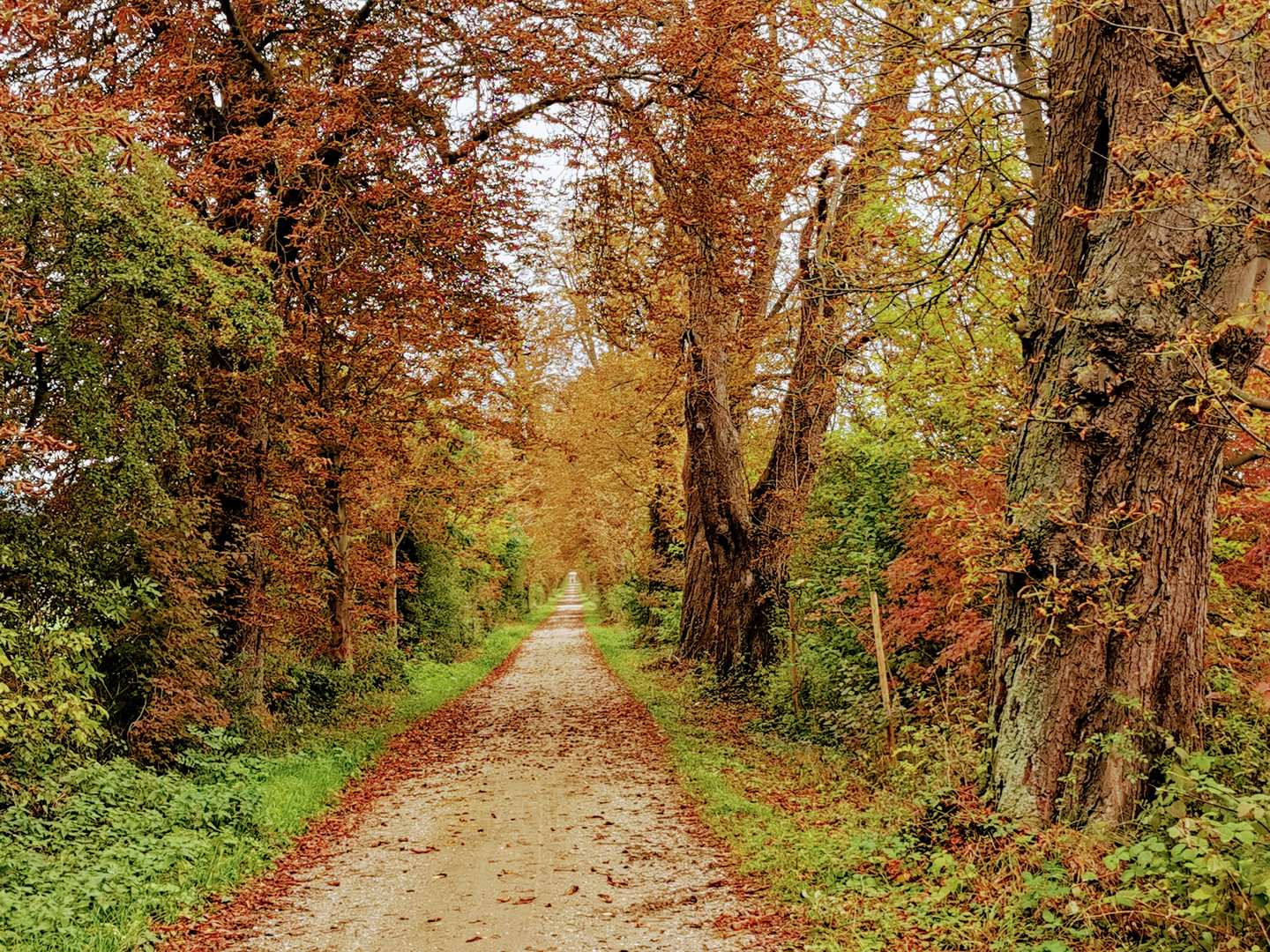 Historische Kaiserallee bei Springe am Deister