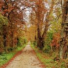 Historische Kaiserallee bei Springe am Deister