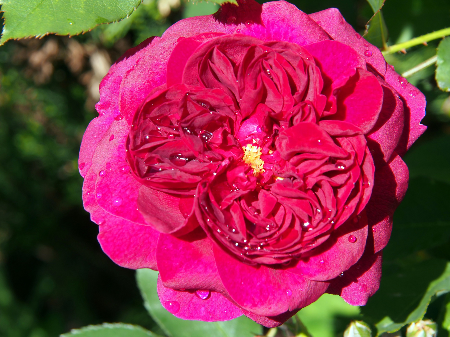 Historische Rose de Resht