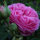 historische Rose "Louise Odier"