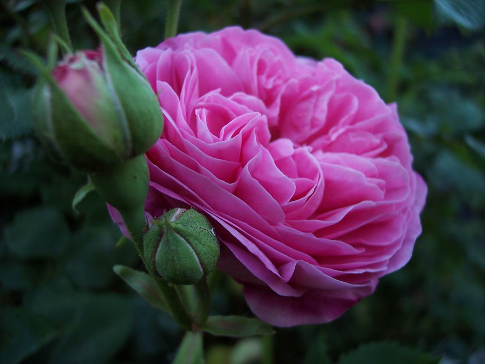 historische Rose "Louise Odier"