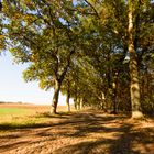 Historische Straße bei Kirchlinteln