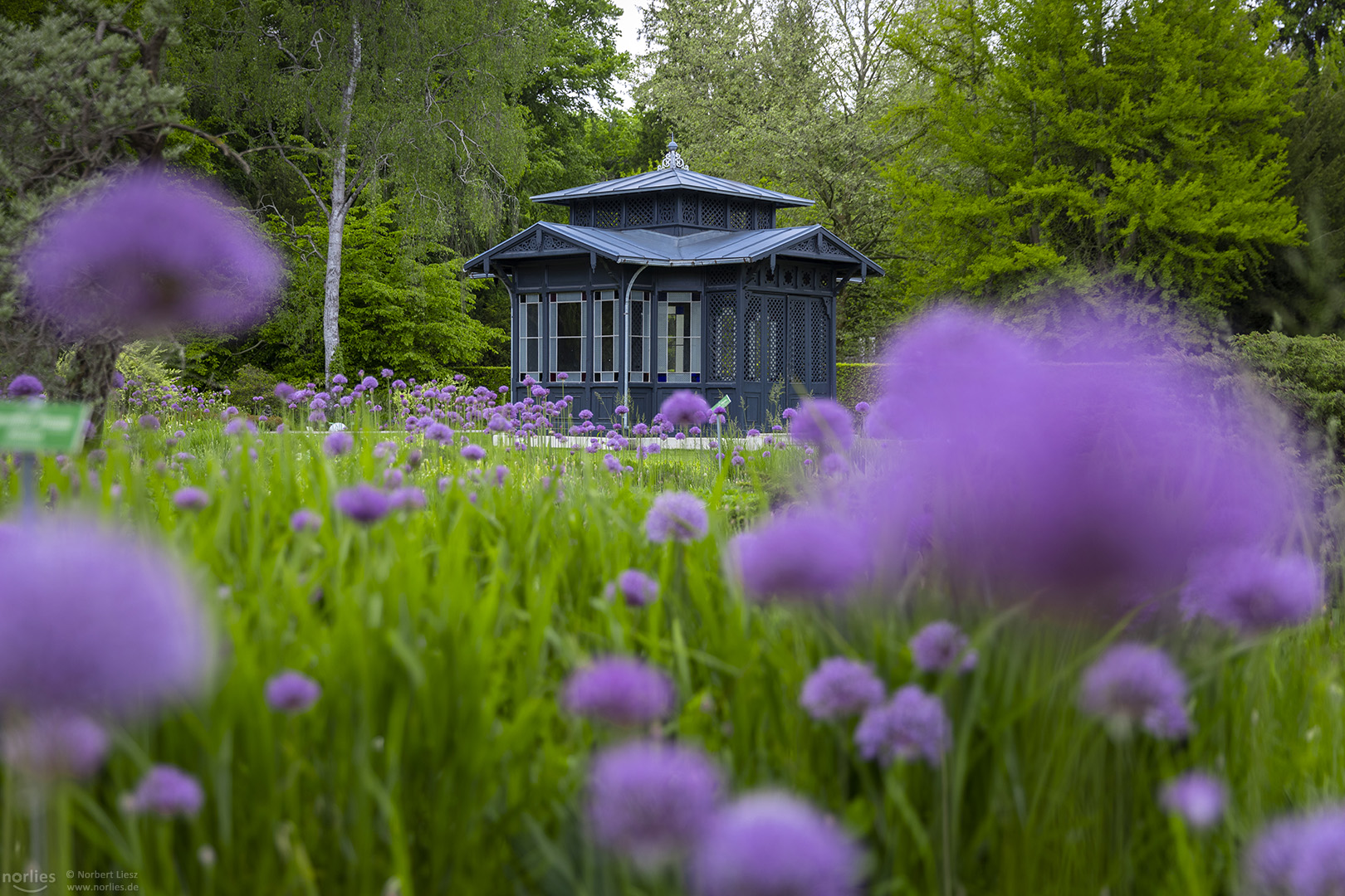 Historischer Pavillon mit Riesenlauch