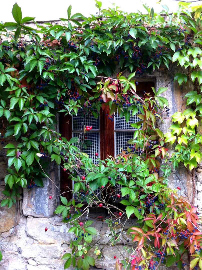 Historisches Fenster mit Bewuchs...Traumhaft