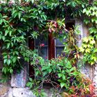 Historisches Fenster mit Bewuchs...Traumhaft