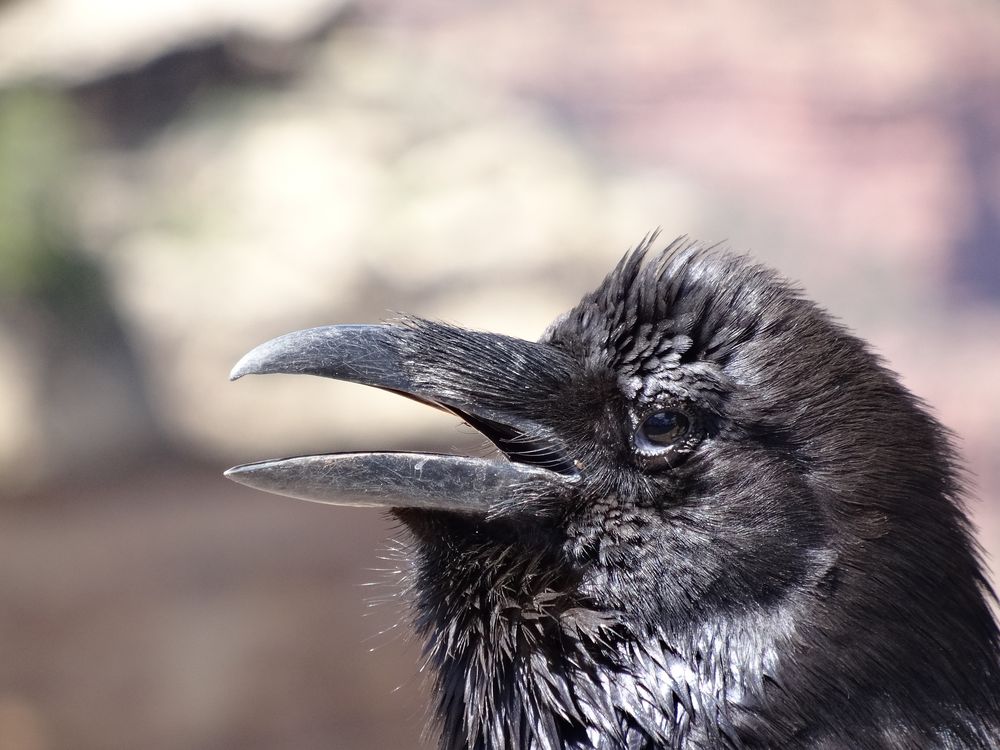 Hitchcock Birds