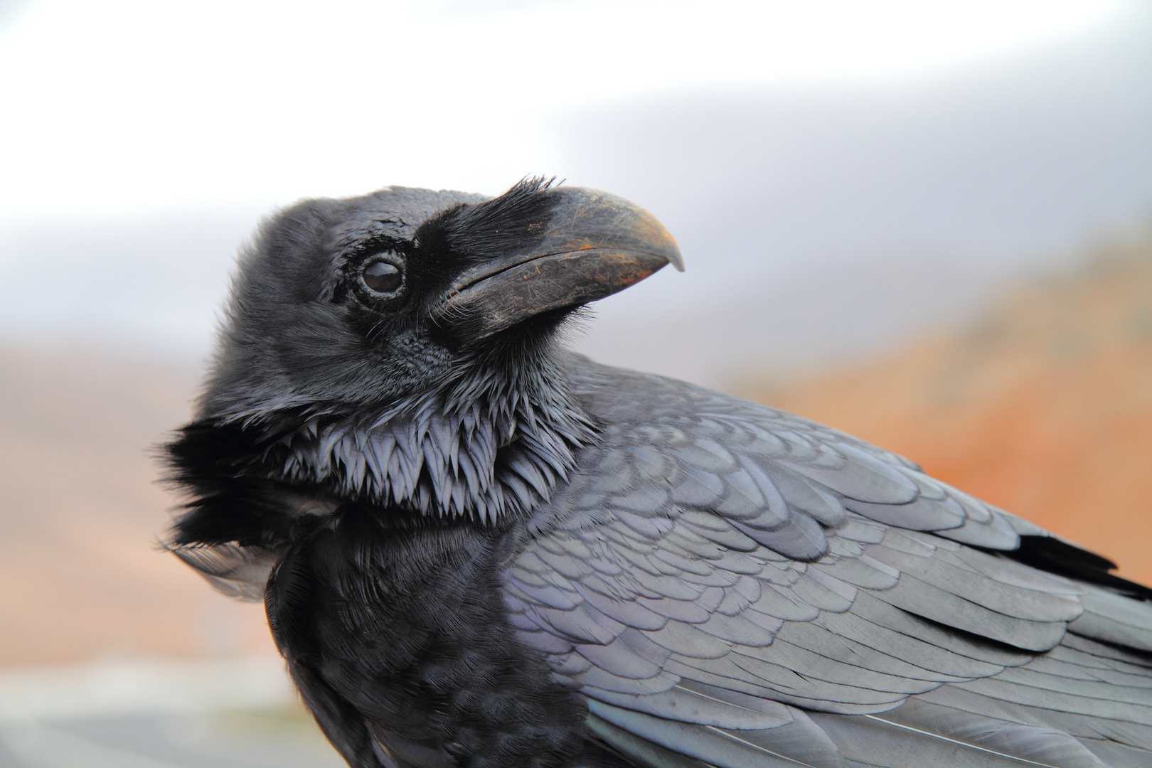 Hitchcock läßt grüßen