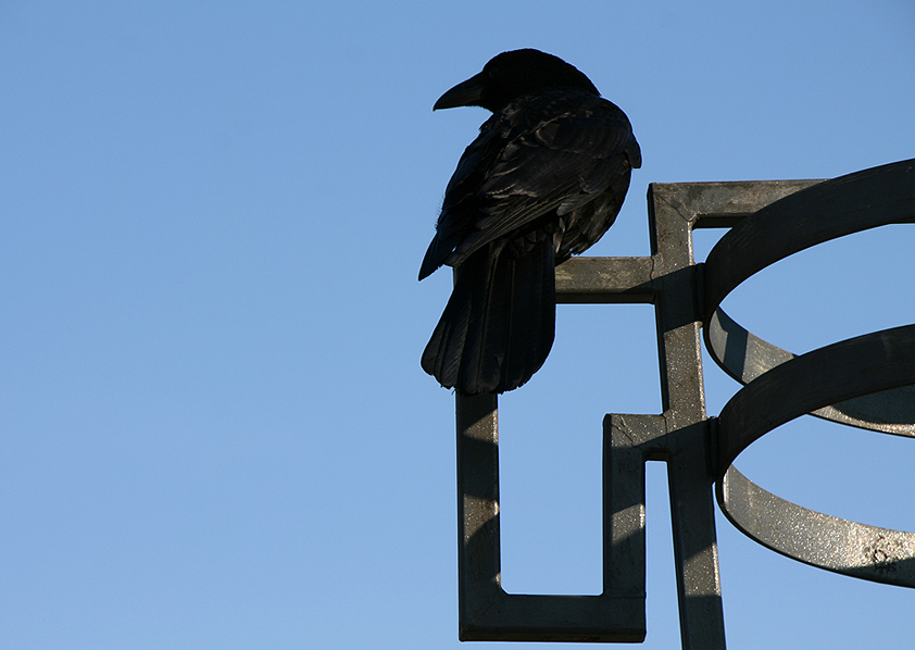 Hitchcock lässt grüßen ...