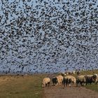 Hitchcock läßt güßen