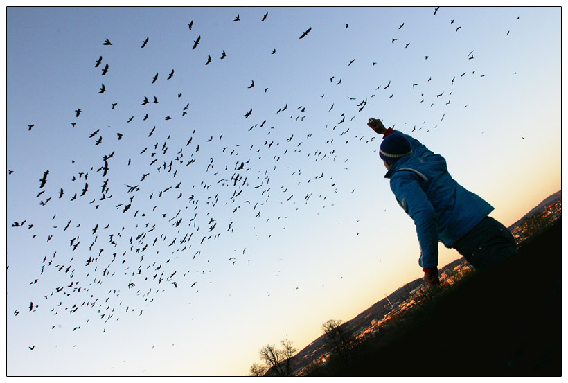 Hitchcock's Birds