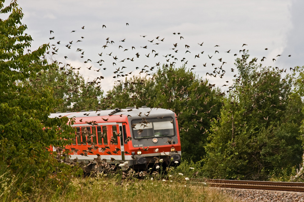 Hitchcocks´s "Die Vögel"