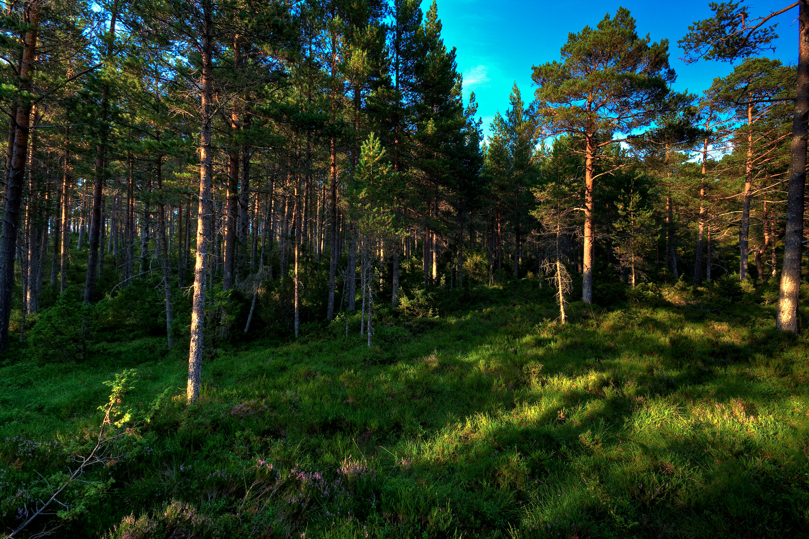 Hitra - Wald